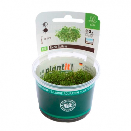 Image 1 - DENNERLE Riccia Fluitans, plante en pot pour aquarium Aqua Store