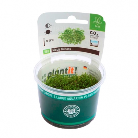 DENNERLE Riccia Fluitans, plante en pot pour aquarium