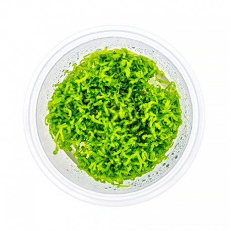 DENNERLE Riccia Fluitans, plante en pot pour aquarium Aqua Store