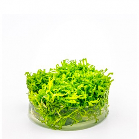 DENNERLE Riccia Fluitans, plante en pot pour aquarium