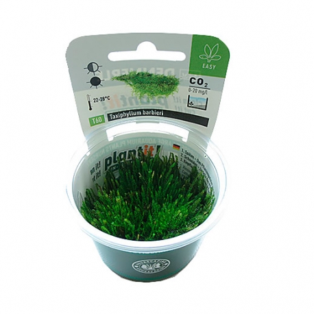 Image 1 - DENNERLE Taxiphyllum barbieri, plante en pot pour aquarium Aqua Store
