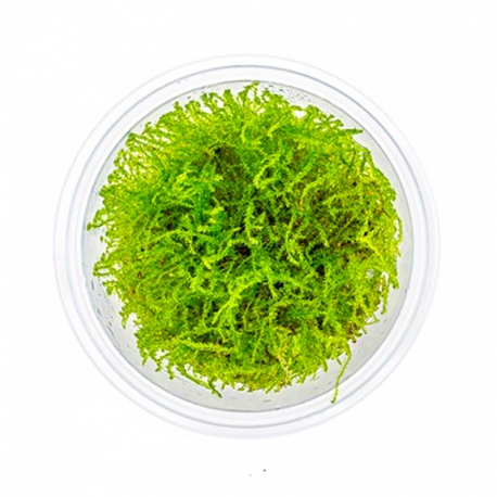 DENNERLE Taxiphyllum barbieri, plante en pot pour aquarium Aqua Store