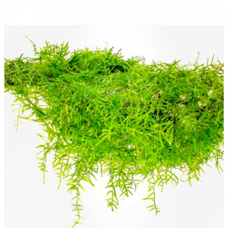 Image 1 - DENNERLE Taxiphyllum barbieri, plante en pot pour aquarium Aqua Store