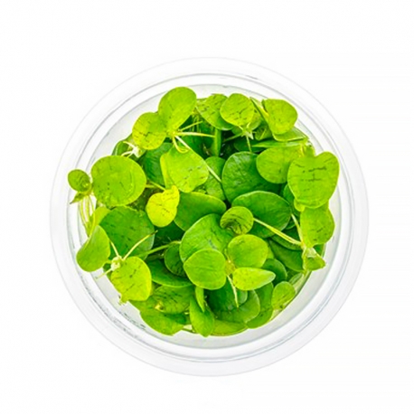 Limnobium laevigatum - Plante flottante in-vitro pour Aquarium Aqua Store