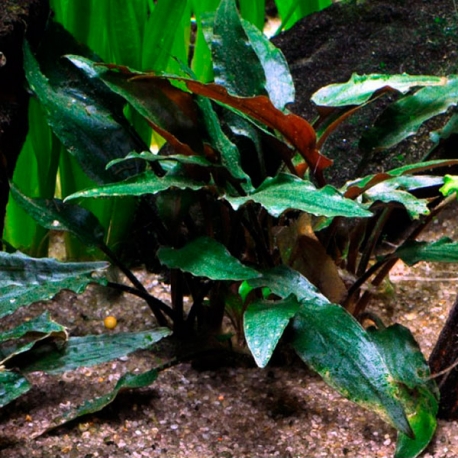 Image 1 - TROPICA Cryptocoryne Beckettii Petchii, plante en pot pour aquarium Aqua Store