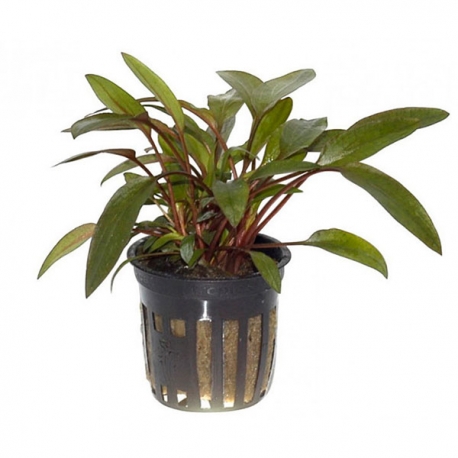 TROPICA Cryptocoryne Beckettii Petchii, plante en pot pour aquarium Aqua Store
