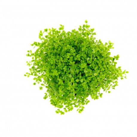 Image 1 - DENNERLE Hemianthus Callitrichoides Cuba, plante en pot in vitro pour aquarium Aqua Store