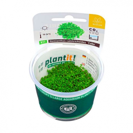 Image 2 - DENNERLE Hemianthus Callitrichoides Cuba, plante en pot in vitro pour aquarium Aqua Store