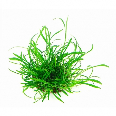 Image 1 - Lilaeopsis brasiliensis - Plante en Pot In Vitro pour Aquarium Aqua Store