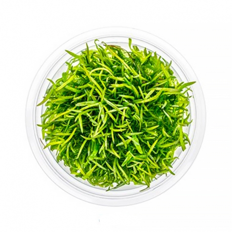 Lilaeopsis brasiliensis - Plante en Pot In Vitro pour Aquarium Aqua Store