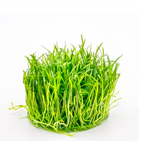 Image 1 - Lilaeopsis brasiliensis - Plante en Pot In Vitro pour Aquarium Aqua Store