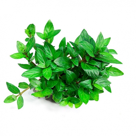 Image 1 - DENNERLE Staurogyne Repens, plante en pot pour aquarium Aqua Store