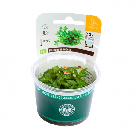 Image 2 - DENNERLE Staurogyne Repens, plante en pot pour aquarium Aqua Store