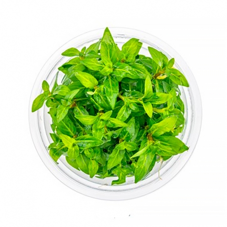 DENNERLE Staurogyne Repens, plante en pot pour aquarium Aqua Store