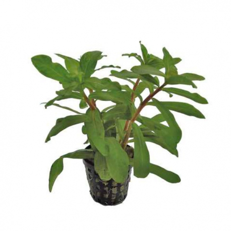 Ammania gracilis - Plante en pot pour aquarium Aqua Store
