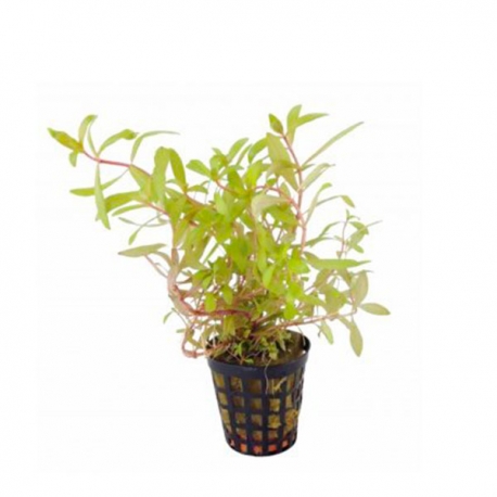 Ammania pedicellata gold - Plante en pot pour aquarium