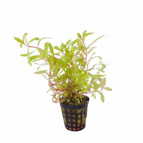Ammania pedicellata gold - Plante en pot pour aquarium Aqua Store