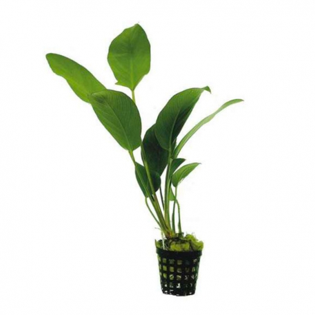 Anubia hastifolia - Plante en pot pour aquarium Aqua Store