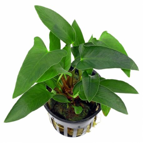 Anubias hastifolia - Plante en pot pour aquarium