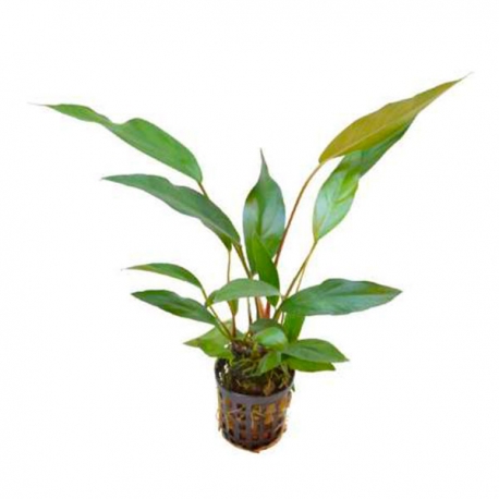 Anubia lanceolata - Plante en pot pour aquarium Aqua Store