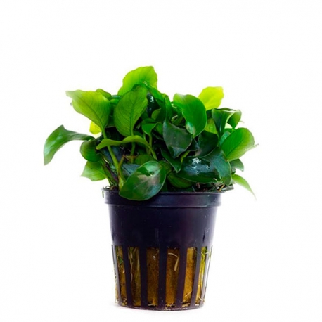 Anubia nana mini - Plante en pot pour aquarium