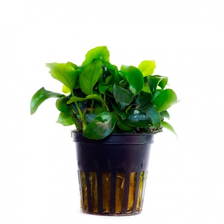 Anubia nana mini - Plante en pot pour aquarium Aqua Store