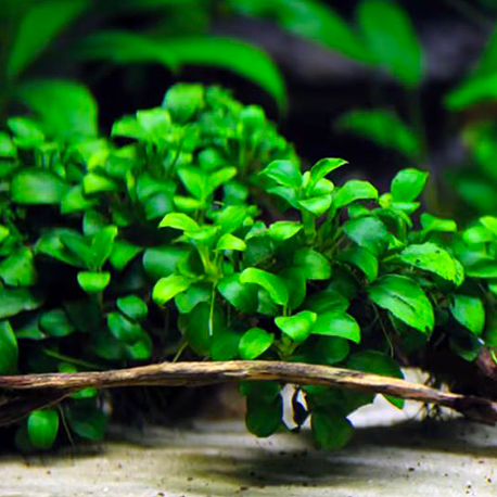 Image 1 - Anubia nana mini - Plante en pot pour aquarium Aqua Store