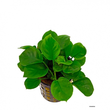 Anubia nana coin - Plante en pot pour aquarium
