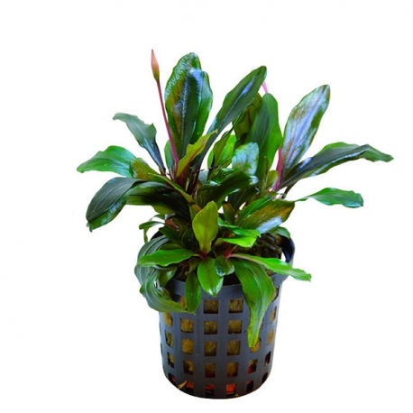 Bucephalandra theia vert - Plante en pot pour aquarium