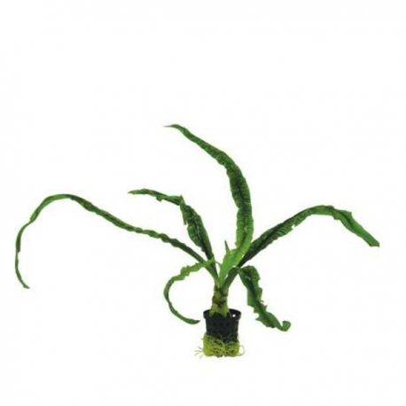 Crinum calamistratum - Plante en pot pour aquarium