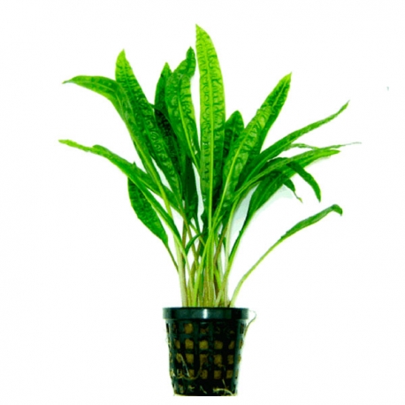 Cryptocoryne balansae - Plante en pot pour aquarium Aqua Store