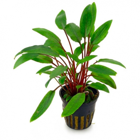Cryptocoryne beckettii - Plante en pot pour aquarium Aqua Store