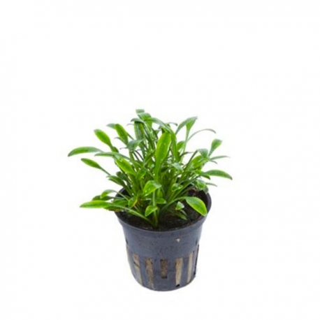 Cryptocoryne parva - Plante en pot pour aquarium