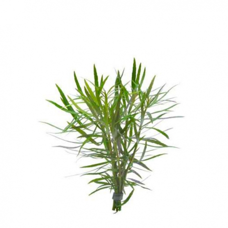 Pogostemon stellatus - Plante en pot pour aquarium Aqua Store