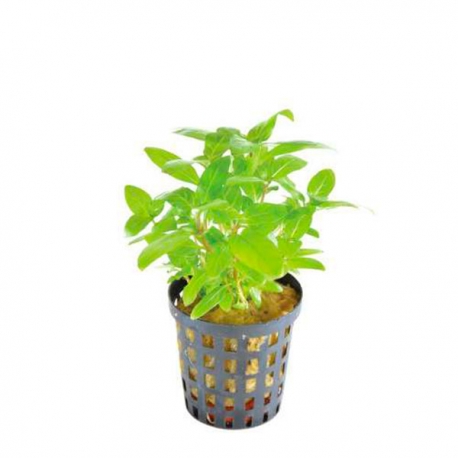 Staurogyne repens - Plante en pot pour aquarium Aqua Store
