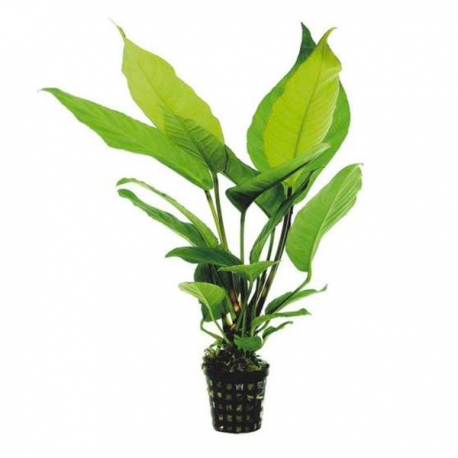 Anubia heterophylla - Plante en pot pour aquarium Aqua Store