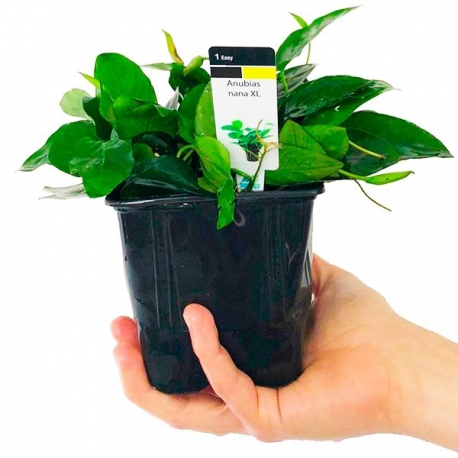 Anubias nana - Plante pied-mère en pot pour aquarium