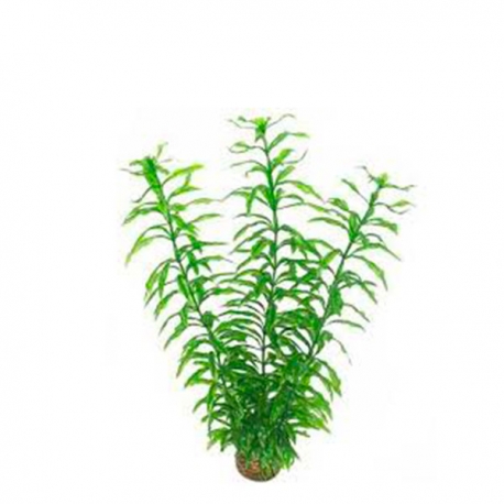 SUPERFISH Easy Plants Hygrophila verte - Plante artificielle pour aquarium