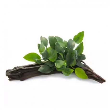 Anubias sur Racine - Plante pour Aquarium Aqua Store