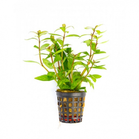 Hygrophila polysperma Sunset Aqua Store