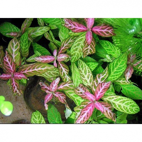 Image 1 - Hygrophila polysperma Sunset Aqua Store