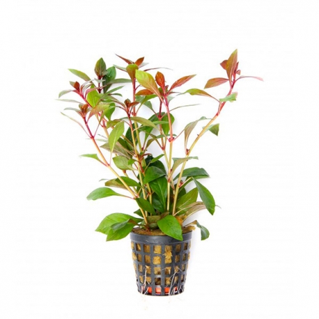 Ludwigia repens rubin Aqua Store
