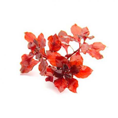 Ludwigia spec. Super red - Plante en Pot pour Aquarium Aqua Store