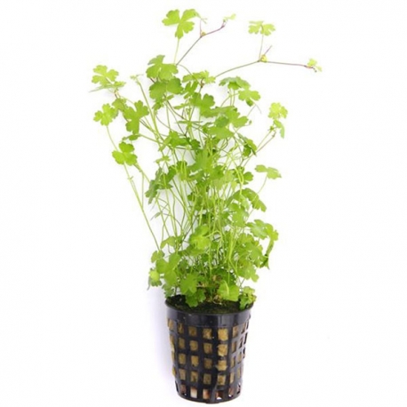 Hydrocotyle tripartita - Plante en pot pour aquarium