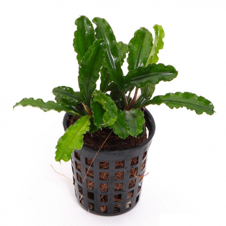 Bucephalandra spec "wavy leaf" - Plante en pot pour aquarium Aqua Store