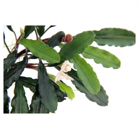 Image 1 - Bucephalandra spec "wavy leaf" - Plante en pot pour aquarium Aqua Store