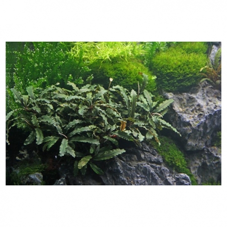 Bucephalandra spec "wavy leaf" - Plante en pot pour aquarium