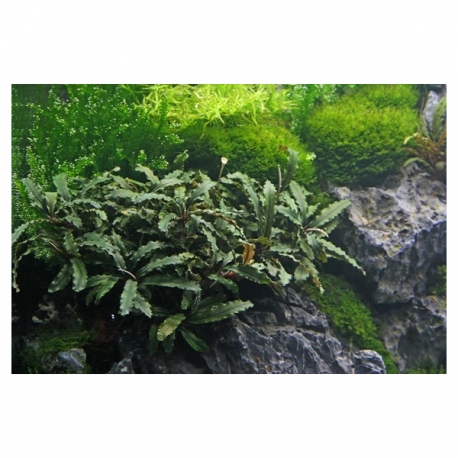 Image 2 - Bucephalandra spec "wavy leaf" - Plante en pot pour aquarium Aqua Store