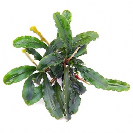 Bucephalandra spec "wavy leaf" - Plante en pot pour aquarium