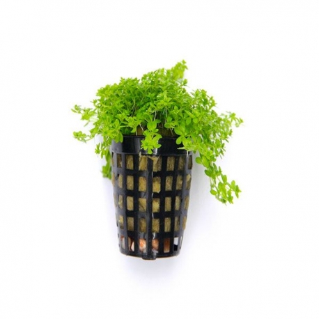 Hemianthus glomeratus - Plante en pot pour aquarium Aqua Store